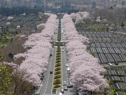 富士霊園の桜