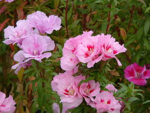 和枝園近くの畑に咲くゴデチャ イロマツヨイグサ