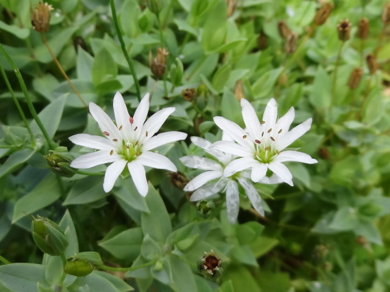 シコタンハコベ