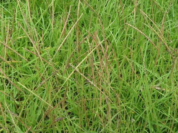 Vỏ